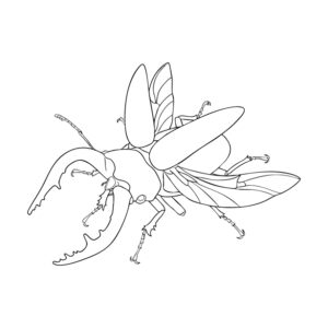 ノコギリクワガタ オス２の無料塗り絵イラスト（知育・高齢者レク用）
