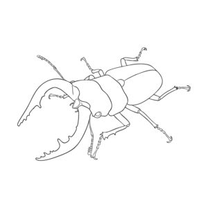 ノコギリクワガタ オス３の無料塗り絵イラスト（知育・高齢者レク用）