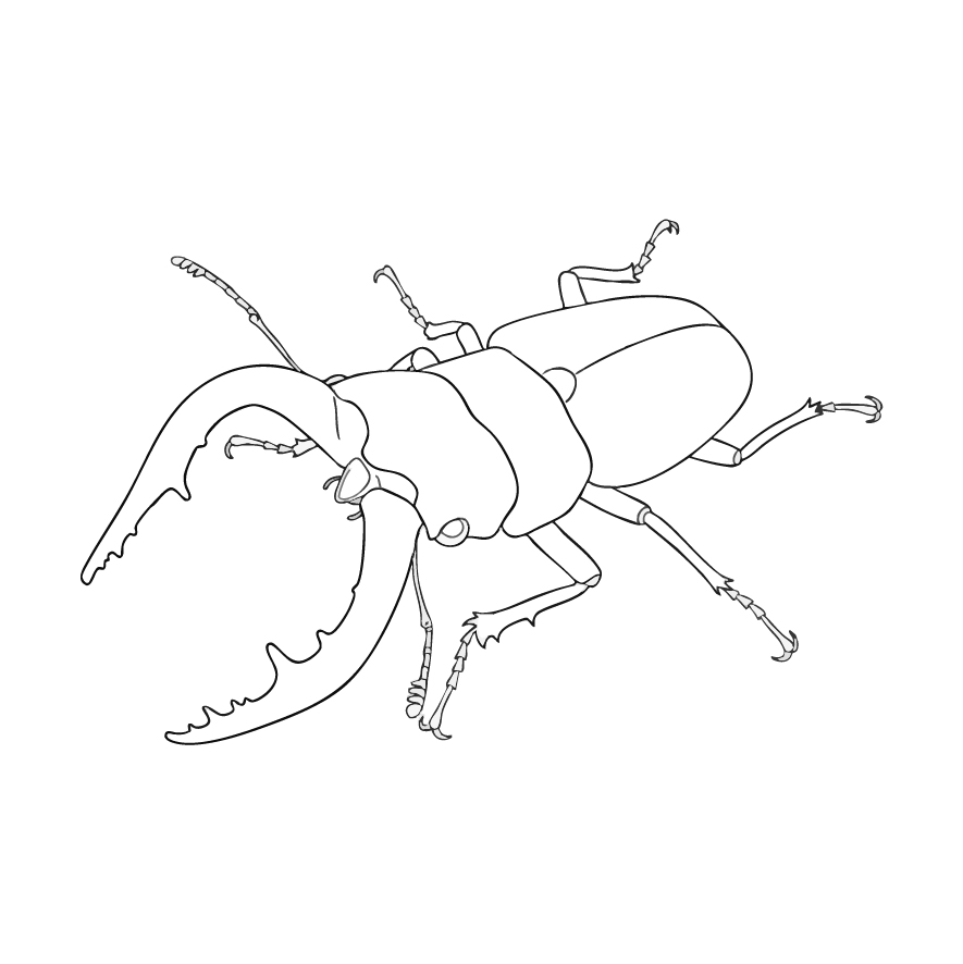 ノコギリクワガタ オス３