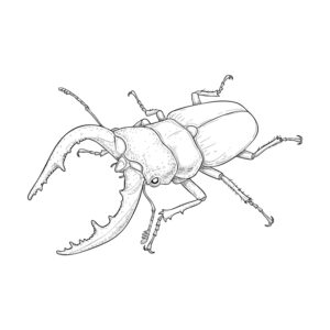ノコギリクワガタ オス４の無料塗り絵イラスト（知育・高齢者レク用）