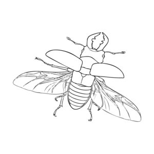 ノコギリクワガタ オス５の無料塗り絵イラスト（知育・高齢者レク用）