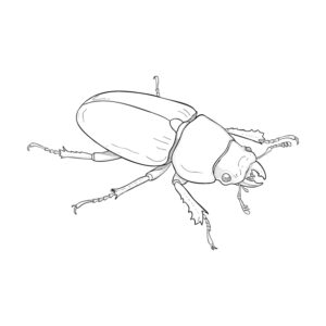 ノコギリクワガタ メスの無料塗り絵イラスト（知育・高齢者レク用）