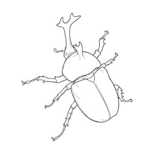 Free printable Rhinoceros Beetle Male 2 coloring page