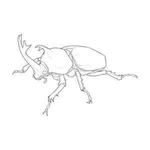 Free printable Rhinoceros Beetle Male 3 coloring page