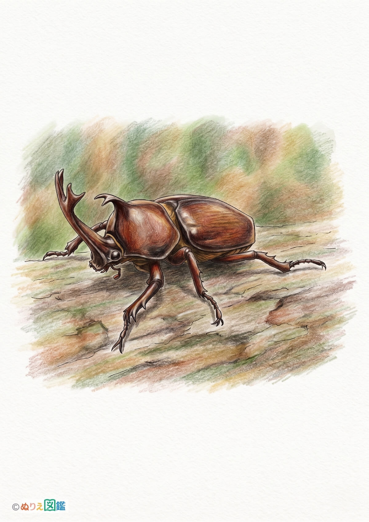 カブトムシ オス３のカラーお手本（色見本）