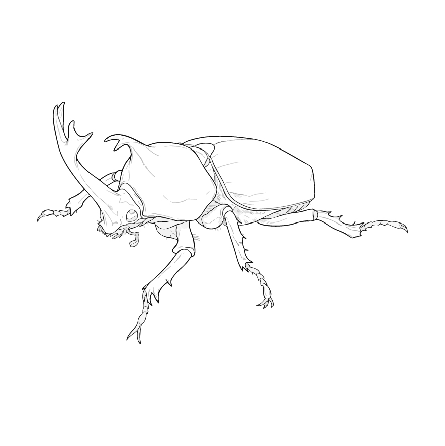 カブトムシ オス３