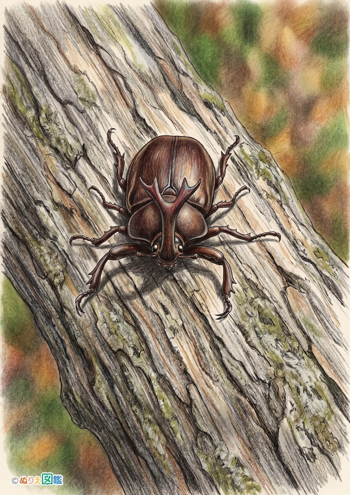カブトムシ オス４のカラーお手本（色見本）