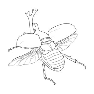 Free printable Flying male rhinoceros beetle coloring page