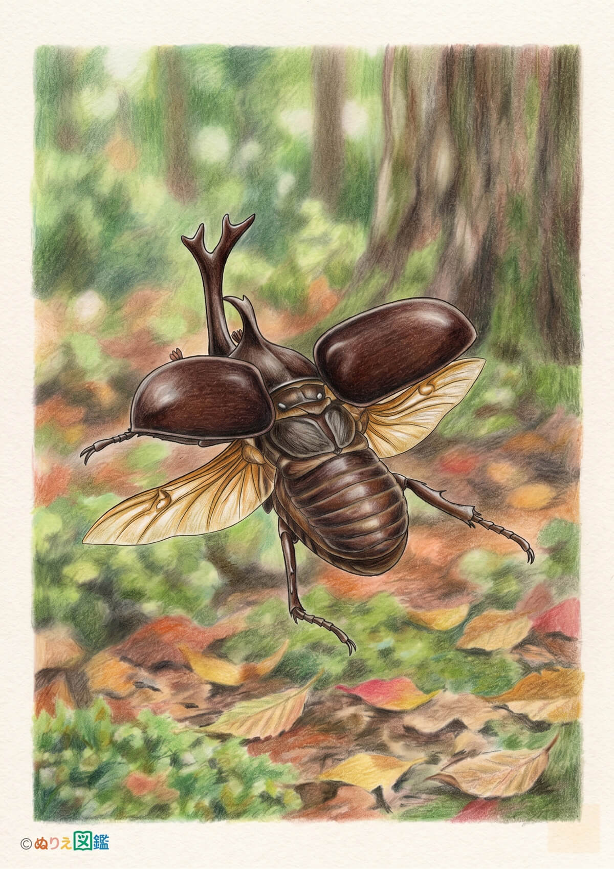 飛んでいるカブトムシ オスのカラーお手本（色見本）