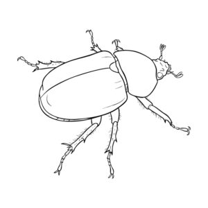 Free printable Rhinoceros beetle female coloring page