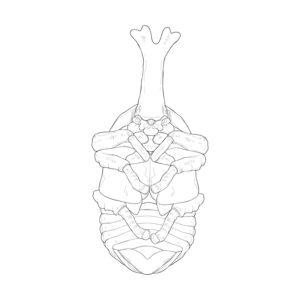 Free printable Japanese rhinoceros beetle male pupa coloring page