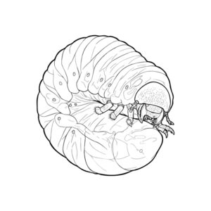 Free printable Rhinoceros beetle larva coloring page
