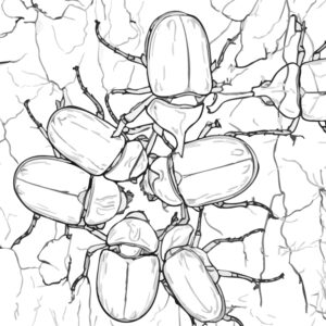 Free printable Rhinoceros beetles gathering around tree sap coloring page
