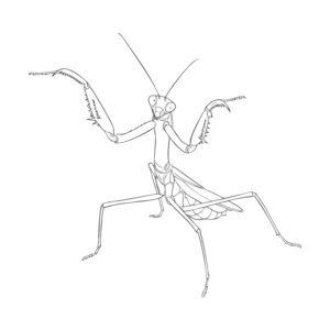 オオカマキリ 威嚇ポーズの無料塗り絵イラスト（知育・高齢者レク用）