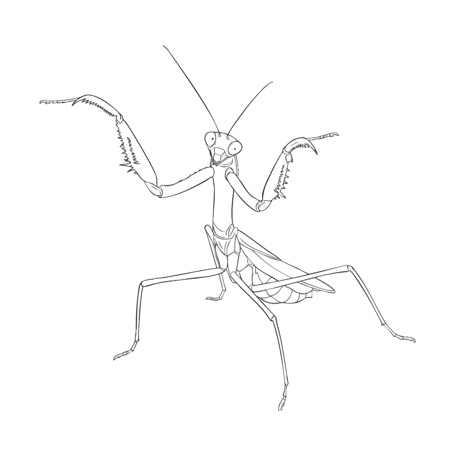 オオカマキリ 威嚇ポーズ
