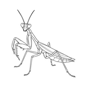 Free printable Japanese Giant Mantis coloring page