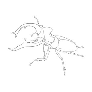 ミヤマクワガタの成虫２（オス）の無料塗り絵イラスト（知育・高齢者レク用）