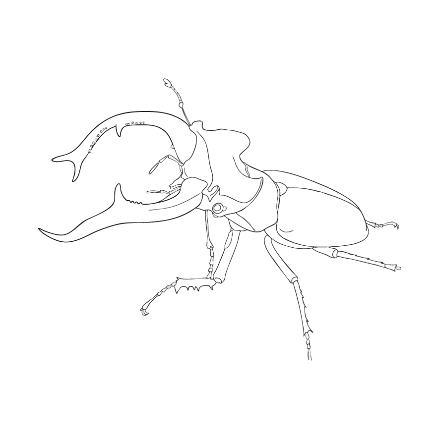 ミヤマクワガタの成虫２（オス）