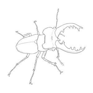 ミヤマクワガタの成虫３（オス）の無料塗り絵イラスト（知育・高齢者レク用）