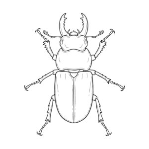 ミヤマクワガタの成虫（メス）の無料塗り絵イラスト（知育・高齢者レク用）