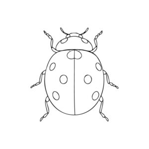 Free printable Seven-spot ladybird coloring page