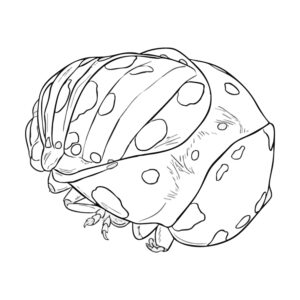 Free printable Seven-spot ladybird pupa coloring page