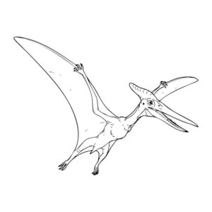 プテラノドンの無料塗り絵イラスト（知育・高齢者レク用）