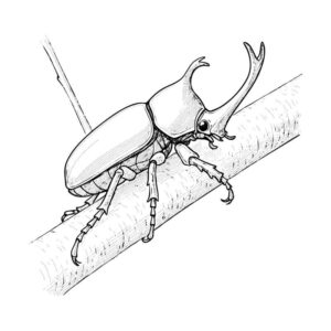 カブトムシの無料塗り絵イラスト（知育・高齢者レク用）