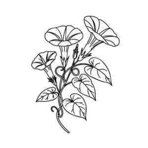 アサガオの無料塗り絵イラスト（知育・高齢者レク用）