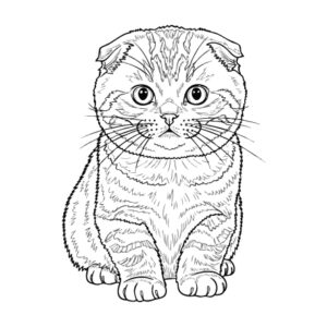 スコティッシュフォールドの無料塗り絵イラスト（知育・高齢者レク用）
