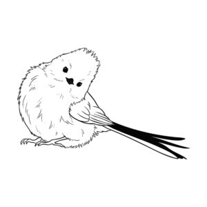 シマエナガ７の無料塗り絵イラスト（知育・高齢者レク用）