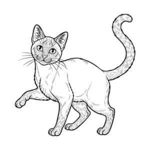 サイアミーズ（シャム猫）の無料塗り絵イラスト（知育・高齢者レク用）
