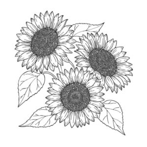 ひまわりの無料塗り絵イラスト（知育・高齢者レク用）