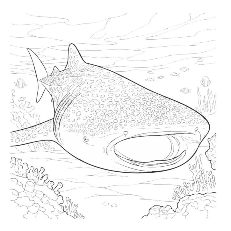 ジンベエザメの無料塗り絵イラスト（知育・高齢者レク用）