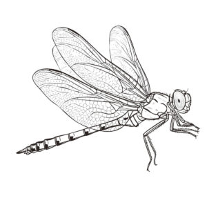 オオシオカラトンボ（オス）の無料塗り絵イラスト（知育・高齢者レク用）
