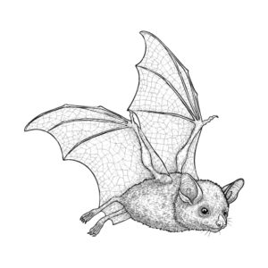 コウモリの無料塗り絵イラスト（知育・高齢者レク用）