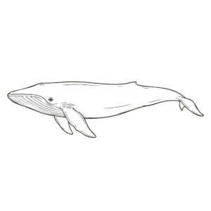 シロナガスクジラの無料塗り絵イラスト（知育・高齢者レク用）