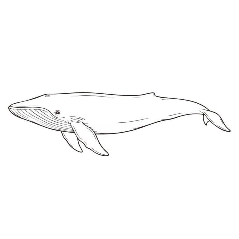 Free printable Blue whale coloring page