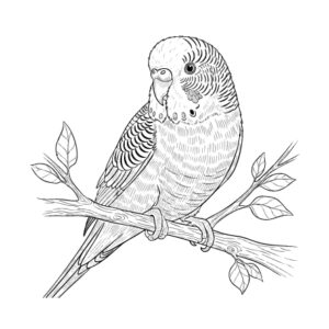 セキセイインコの無料塗り絵イラスト（知育・高齢者レク用）