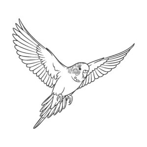 Free printable Budgerigar 2 coloring page