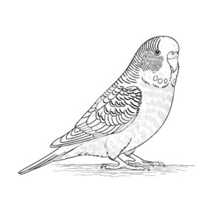 Free printable Budgerigar 3 coloring page
