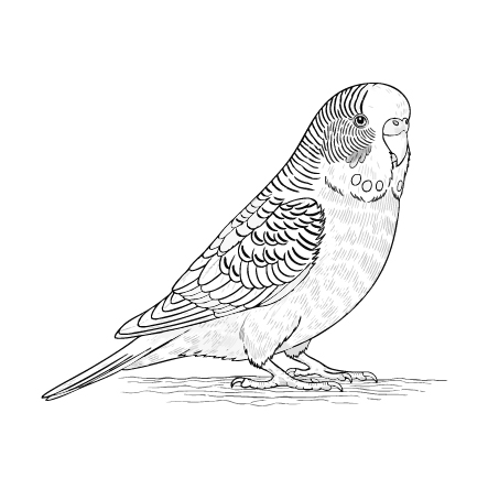 セキセイインコ３