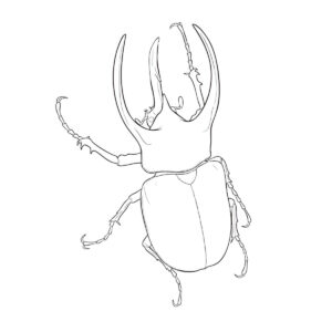 コーカサスオオカブト　オス　背景なしの無料塗り絵イラスト（知育・高齢者レク用）