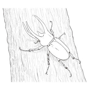 Free printable Caucasus beetle coloring page