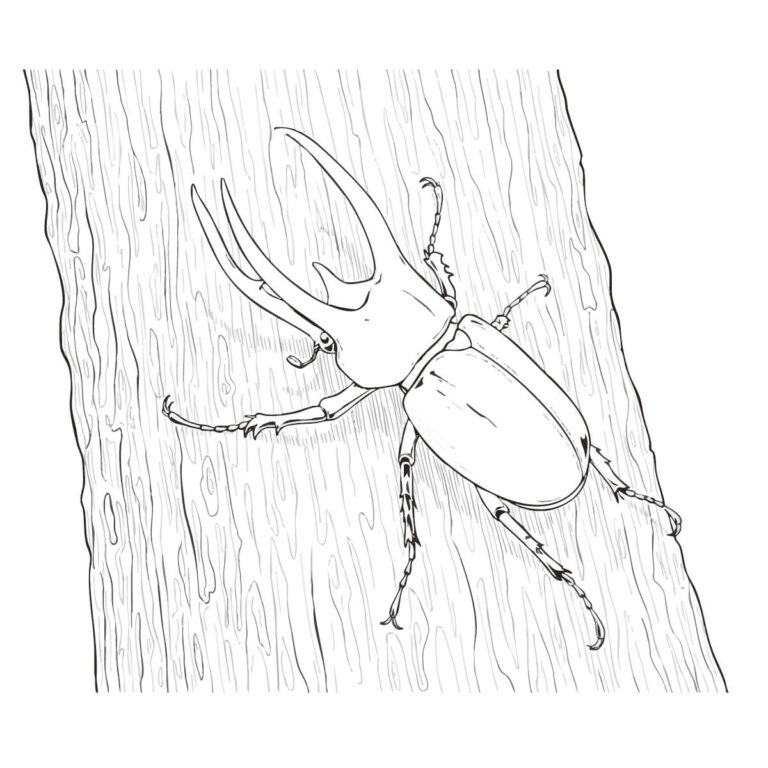 コーカサスオオカブトの無料塗り絵イラスト（知育・高齢者レク用）