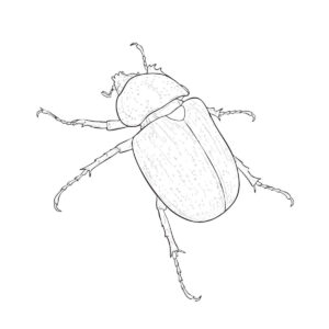 コーカサスオオカブト　メスの無料塗り絵イラスト（知育・高齢者レク用）