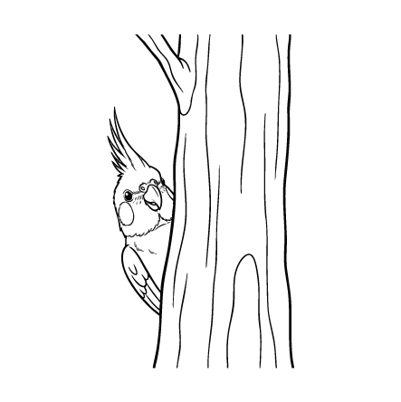 オカメインコ３