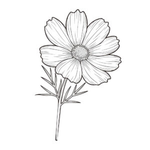 コスモス(秋桜)の無料塗り絵イラスト（知育・高齢者レク用）