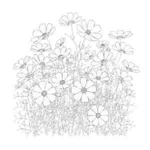 コスモス畑の無料塗り絵イラスト（知育・高齢者レク用）