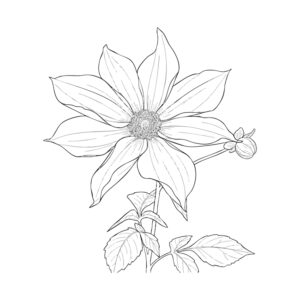 皇帝ダリア（木立ダリア）の無料塗り絵イラスト（知育・高齢者レク用）